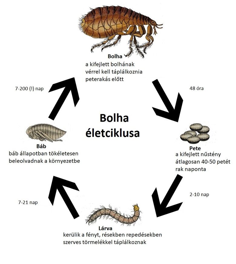 Bolhák életciklusa